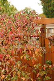 Attēlu rezultāti vaicājumam “Cornus sericea”