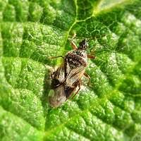 Attēlu rezultāti vaicājumam “Ectobius sylvestris female”