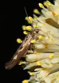 Attēlu rezultāti vaicājumam “Scythris limbella”