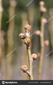 Attēlu rezultāti vaicājumam “Pyrus communis bud”