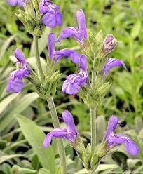 Image result for Salvia officinalis