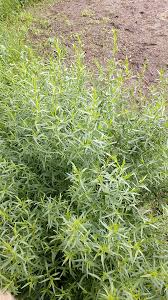 Image result for Artemisia dracunculus