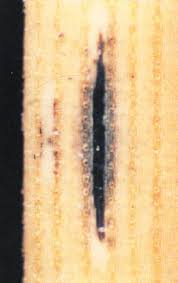 Attēlu rezultāti vaicājumam “Enteridium liceoides sessile”