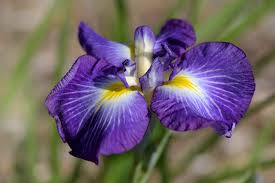 Image result for Iris