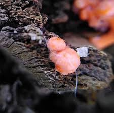 Attēlu rezultāti vaicājumam “Lycogala paraconfusum spores”