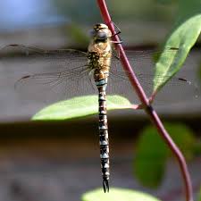 Attēlu rezultāti vaicājumam “Aeshna mixta female”