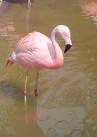 Chilean Flamingo: WhoZoo