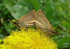 Attēlu rezultāti vaicājumam “Thymelicus lineola female”