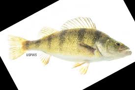 Image result for Perca flavescens
