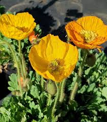 Image result for Papaver nudicaule
