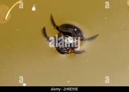 Attēlu rezultāti vaicājumam “Acilius sulcatus female”