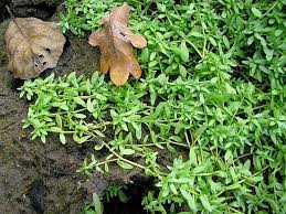 Attēlu rezultāti vaicājumam “Callitriche cophocarpa leaf”