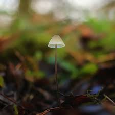 Attēlu rezultāti vaicājumam “Mycena pseudocorticola”