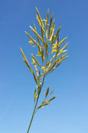 Attēlu rezultāti vaicājumam “Bromopsis inermis fruit”