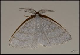 Attēlu rezultāti vaicājumam “Cabera pusaria male”