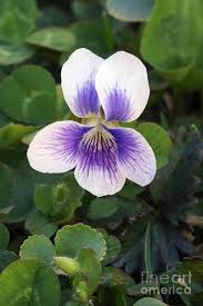 Attēlu rezultāti vaicājumam “Viola sororia flower”