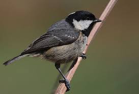 Attēlu rezultāti vaicājumam “Periparus ater adult”