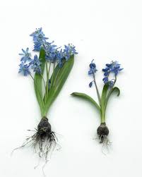 Attēlu rezultāti vaicājumam “Scilla siberica bud”