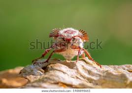 Attēlu rezultāti vaicājumam “Melolontha hippocastani imago”