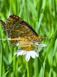 Attēlu rezultāti vaicājumam “Euphydrias aurinia underside”