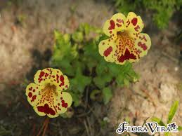 Image result for Mimulus x hybrida