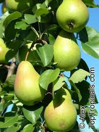 Attēlu rezultāti vaicājumam “Pyrus”