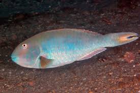 Image result for Sparisoma rubripinne