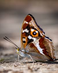 Attēlu rezultāti vaicājumam “Apatura iris male”