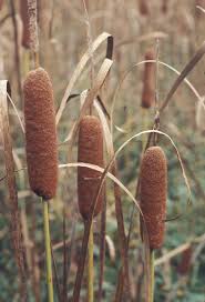 Attēlu rezultāti vaicājumam “Typha angustifolia  fruit”
