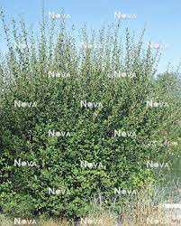 Attēlu rezultāti vaicājumam “Salix aurita”