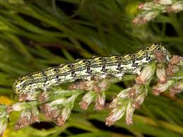 Attēlu rezultāti vaicājumam “Protoschinia scutosa”