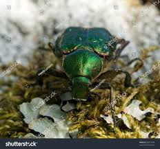 Attēlu rezultāti vaicājumam “Gnorimus variabilis”