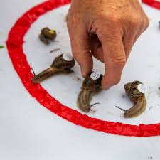 Image result for World Snail Racing Championships