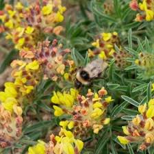 Image result for Anthyllis vulneraria rubra