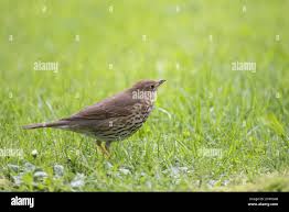 Attēlu rezultāti vaicājumam “Turdus philomelos juvenile”