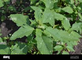 Attēlu rezultāti vaicājumam “Amaranthus retroflexus leaf”