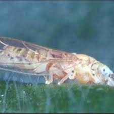 Attēlu rezultāti vaicājumam “Licea pygmaea sessile”