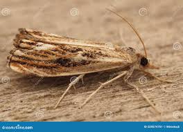 Attēlu rezultāti vaicājumam “Catoptria falsella”