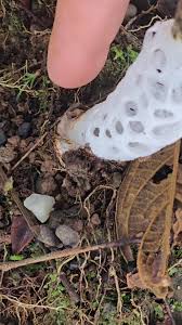 Attēlu rezultāti vaicājumam “Claustria didermoides stalked”