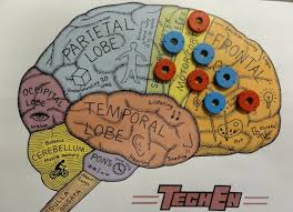 Image result for map of the brain