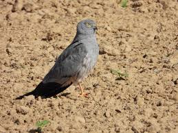 Attēlu rezultāti vaicājumam “Circus pygargus adult”