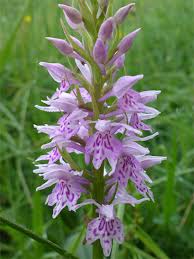 Attēlu rezultāti vaicājumam “Dactylorhiza fuchsii bud”