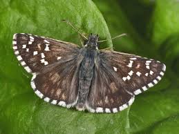 Attēlu rezultāti vaicājumam “Pyrgus serratulae”