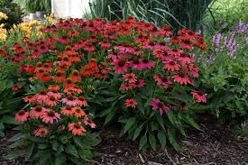 Attēlu rezultāti vaicājumam “Echinacea purpurea flower”