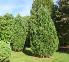 Image result for Pinus cembra