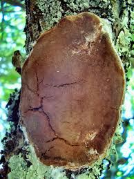 Attēlu rezultāti vaicājumam “Phellinus pomaceus”