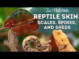 Image result for reptile scales