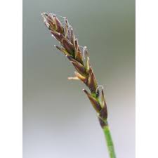 Attēlu rezultāti vaicājumam “Carex davalliana”