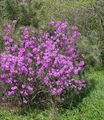 Attēlu rezultāti vaicājumam “Rhododendron sichotense”