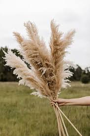 Attēlu rezultāti vaicājumam “Phragmites communis flower”